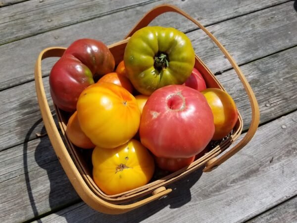 Heirloom Tomatoes