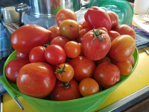 Tomatoes Ready for Processing