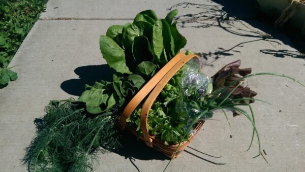 Fennel & Romaine packaged with peas, green beans and other veggies to make a pretty gift basket