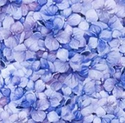 Moody Blues