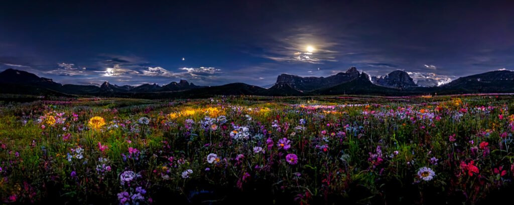 Wildflower Meadow Lady Moon Flowers & Gifts