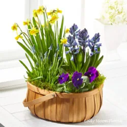 Flower Delivery, Red Feather Lakes Colorado. Spring bulb planter floral basket arrangement.